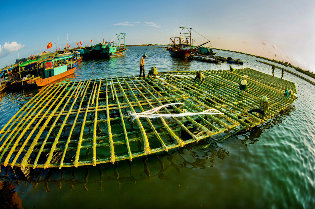 Bè nuôi hàu đại dương.