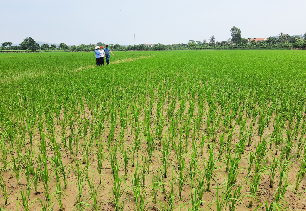 Nhiều các vùng trồng lúa giống mới, hữu cơ đã được triển khai trong năm 2021.