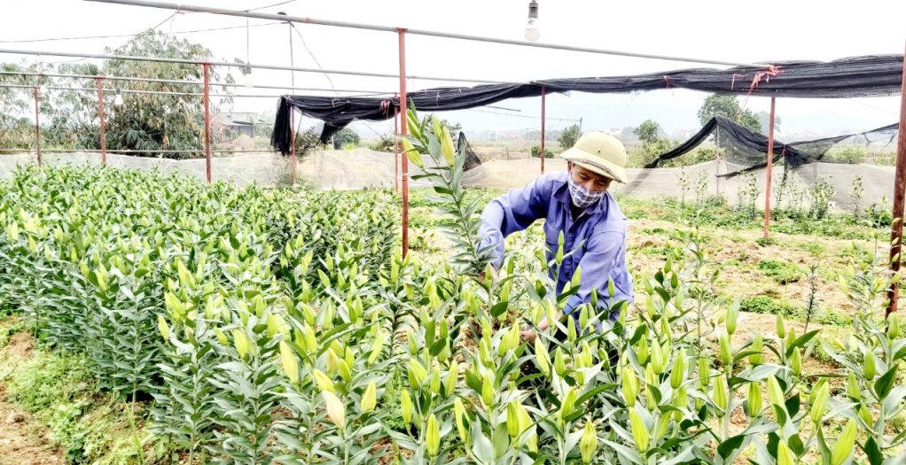 Giá trị sản xuất ngành nông, lâm nghiệp và thủy sản năm 2021 ước đạt 1.579 tỷ đồng. (Trồng hoa tại xã Bình Khê).