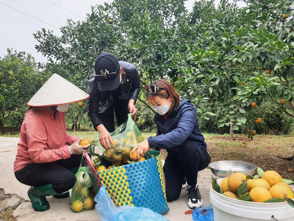 Những diện tích vùng chuyên canh cam mang lại nguồn thu lớn cho nông dân các xã TP Hạ Long.