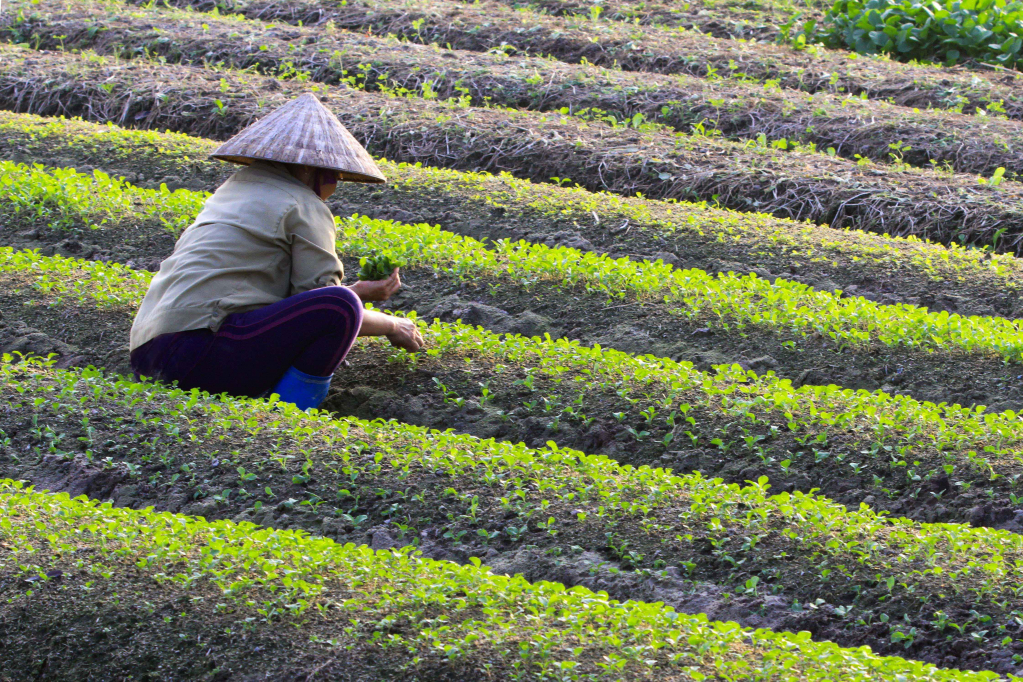 Rau giống. Ảnh: Dương Phượng Đại