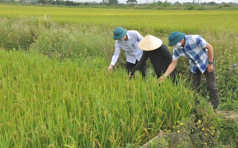 Trưởng thôn và Chủ nhiệm HTX thôn Đông Lâm, xã Bình Dương, TX Đông Triều cùng người dân kiểm tra độ phát triển của lúa trên các cánh đồng của thôn vào tháng 10/2021.