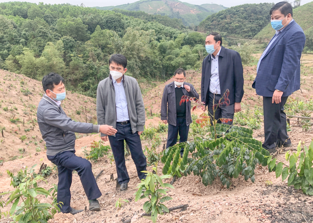 Lãnh đạo tỉnh Quảng Ninh và huyện Ba Chẽ, thăm mô hình trồng lim xanh của gia đình anh Nịnh Văn Năm, thôn Khe Lọng Ngoài, xã Thanh Sơn, huyện Ba Chẽ.