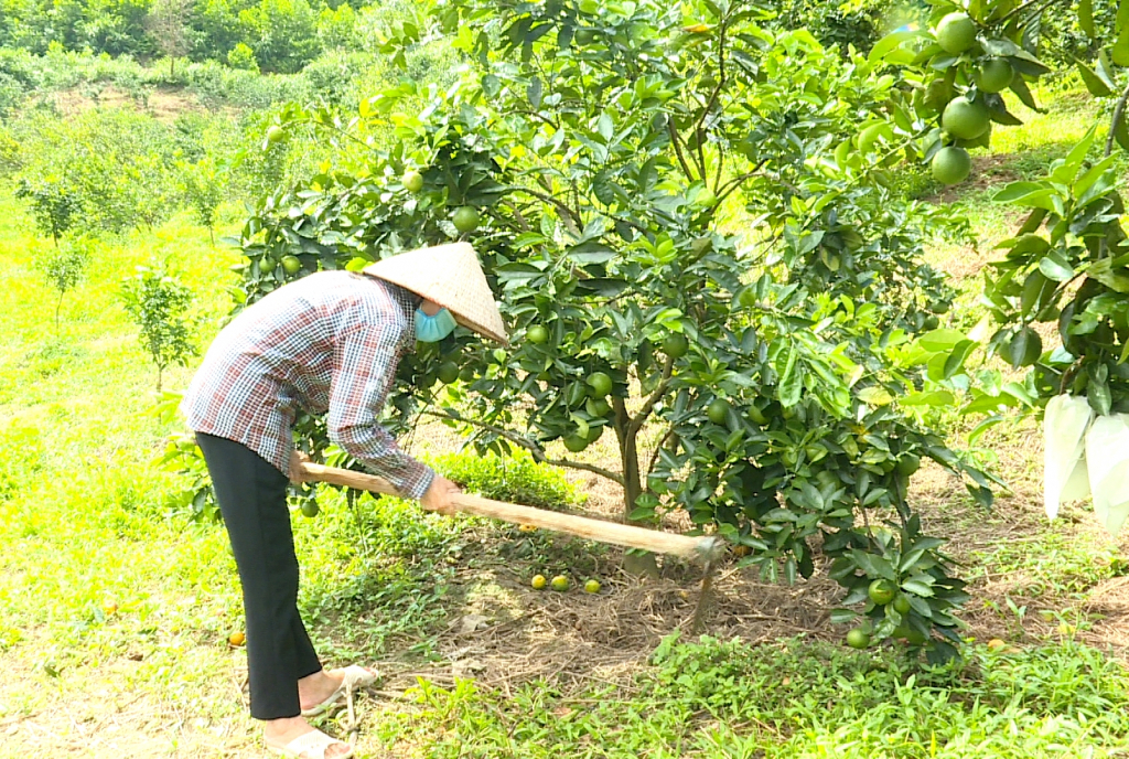 Cây cam tiếp tục là cây trồng chủ lực tại nhiều xã trên địa bàn huyện Vân Đồn.