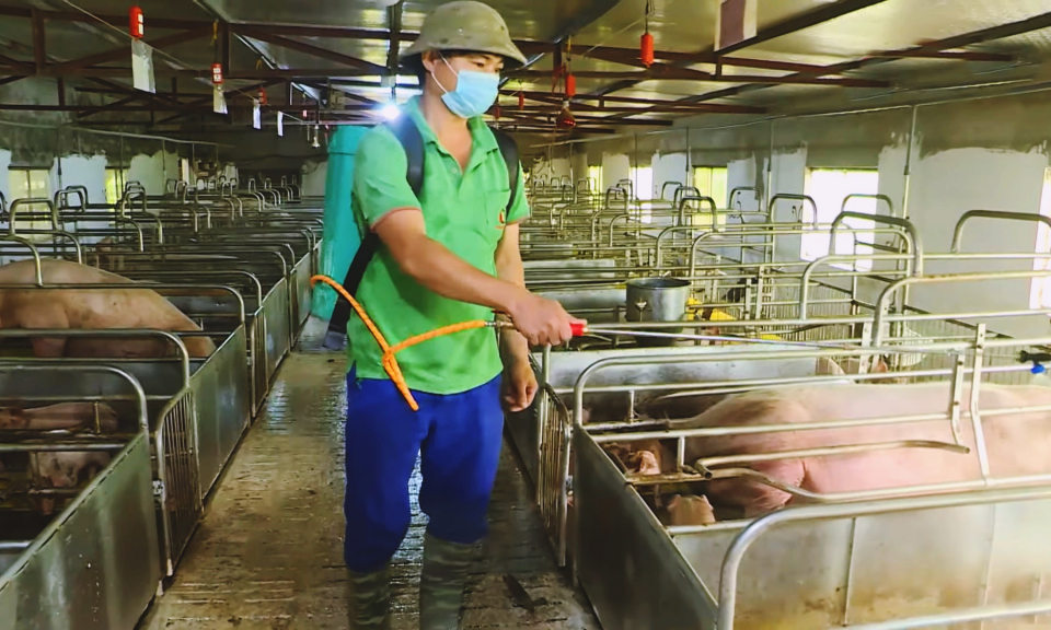 TX Đông Triều: Chủ động ngăn chặn dịch tả lợn châu Phi