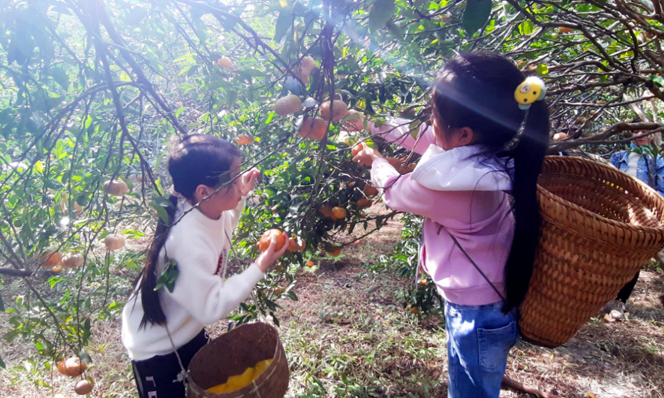 Hấp dẫn vườn cam Vạn Yên