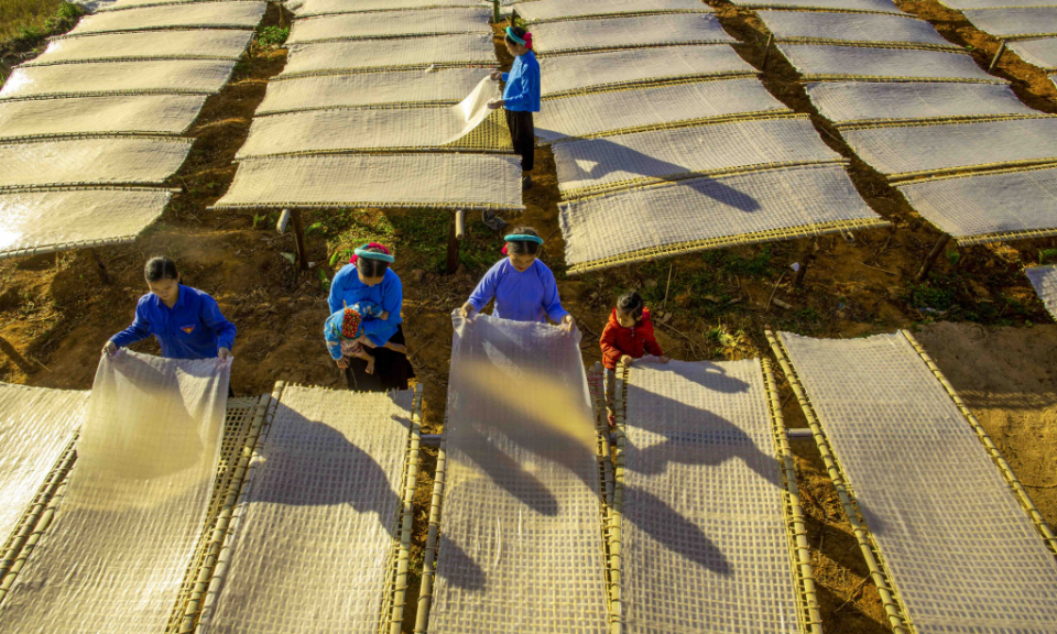 Vermicelli drying season in Huc Dong
