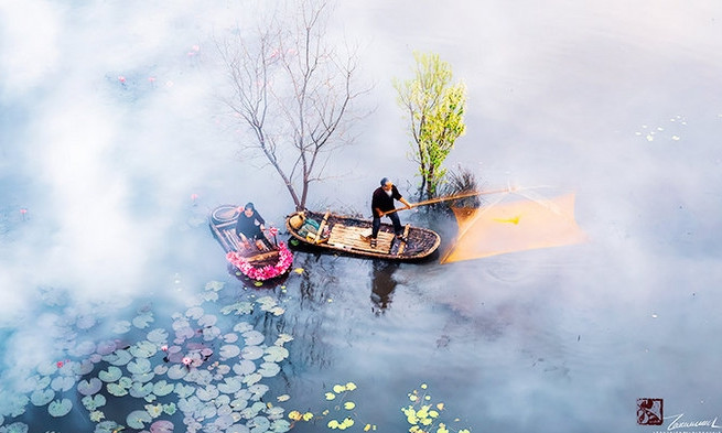 Water lilies in full bloom on the way to Huong Pagoda