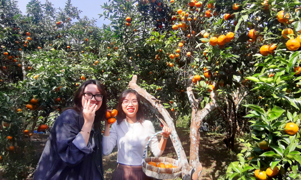 Self-picked Van Yen Orange Farm