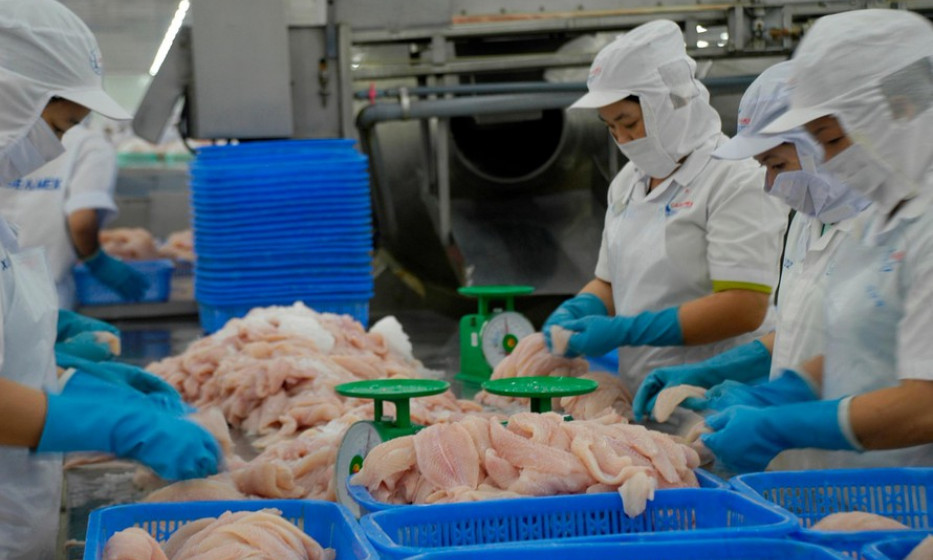 Xuất khẩu cá tra bật tăng cuối năm, dự báo cán đích hơn 1,5 tỷ USD