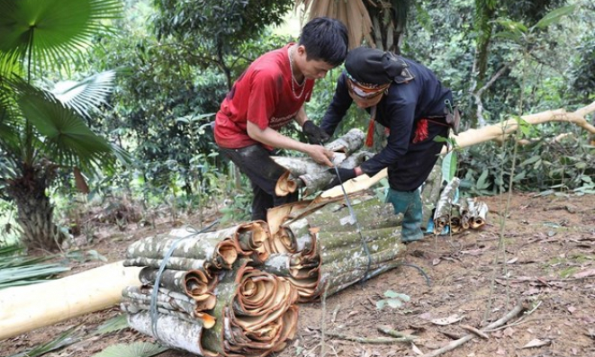 Potentials and challenges ahead for the cinnamon industry