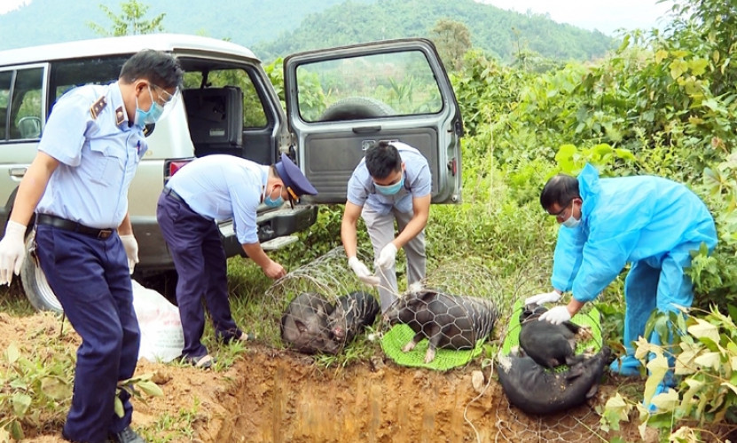 Kiểm soát chặt dịch tả lợn châu Phi
