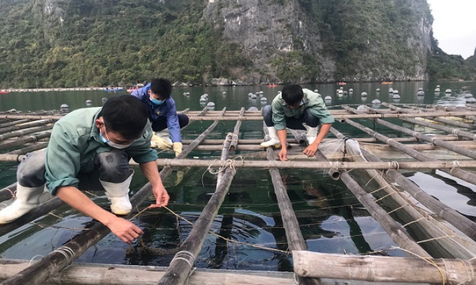 Vân Đồn: Tập trung phát triển nông nghiệp bền vững 