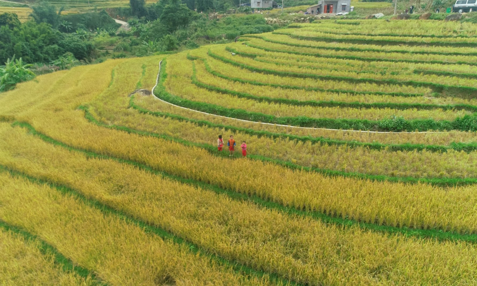 Mùa cơm mới trên đỉnh Cao Ba Lanh