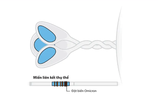Giải mã đột biến của Omicron