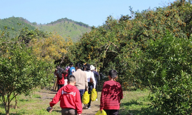 Tourists flock to northern province's orange groves