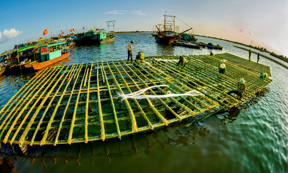 Nghề nuôi hà đại dương trên biển