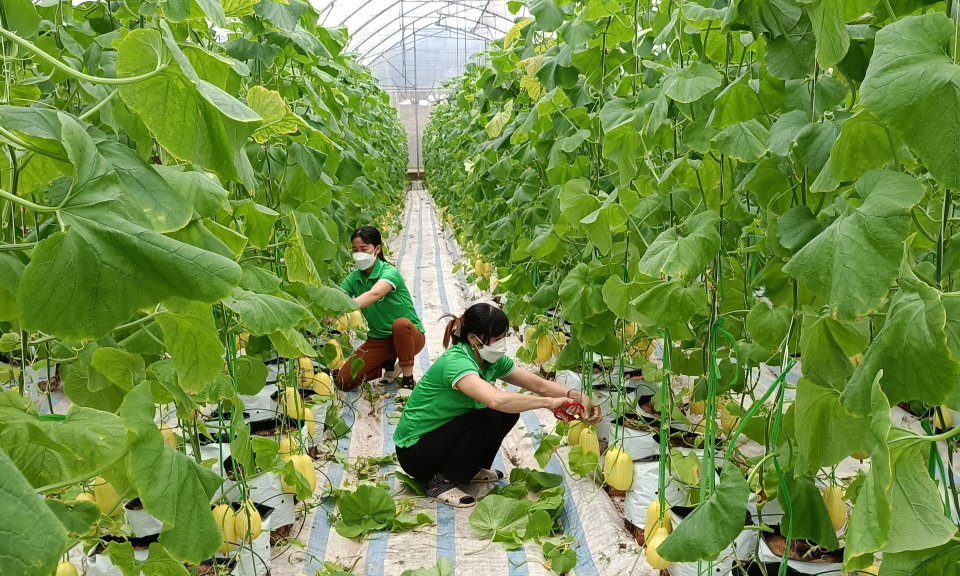 Phát triển nông nghiệp ứng dụng công nghệ cao ở Đầm Hà