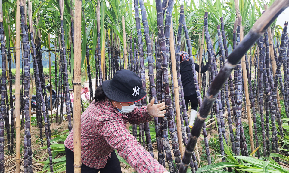Hạ Long về đích sớm nông thôn mới