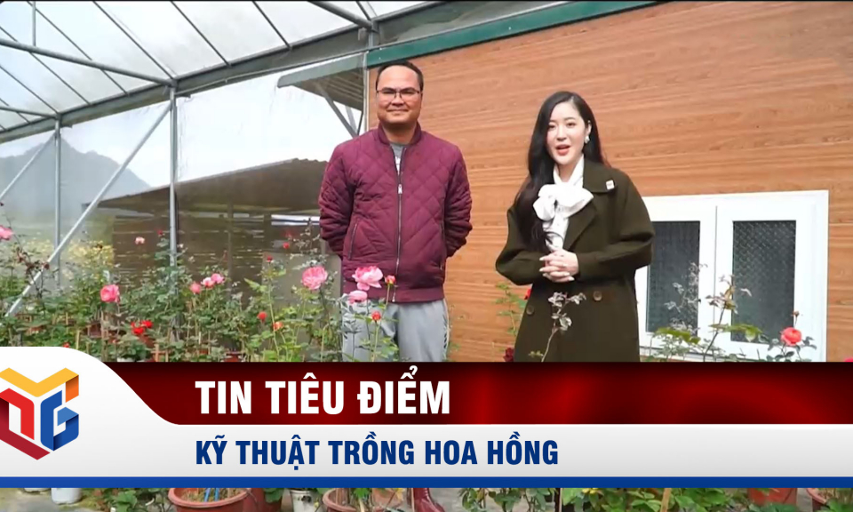 Kỹ thuật trồng hoa hồng