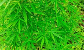 Phát hiện một người nước ngoài thuê nhà để trồng cần sa trái phép
