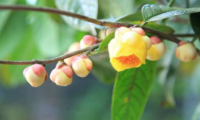 Vốn quý từ đất rừng Ba Chẽ