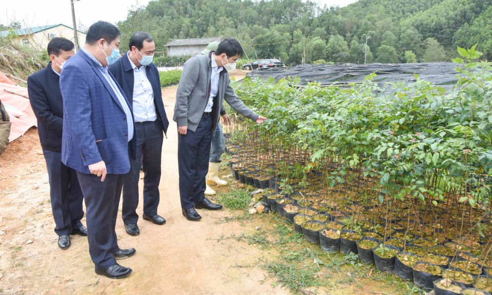 Phó Chủ tịch UBND tỉnh Phạm Văn Thành kiểm tra công tác trồng rừng gỗ lớn tại Ba Chẽ