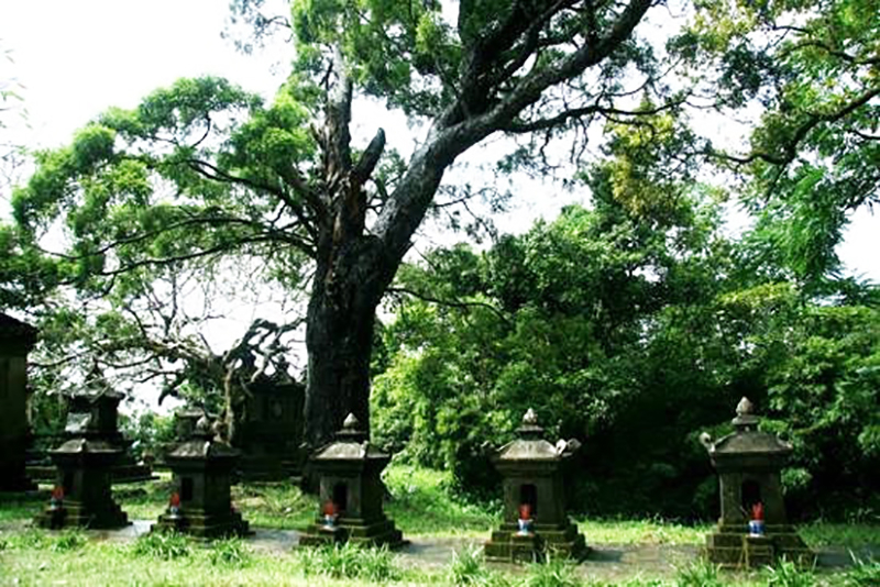 Những cây tùng cổ có mặt ở Yên Tử một cách chủ động.