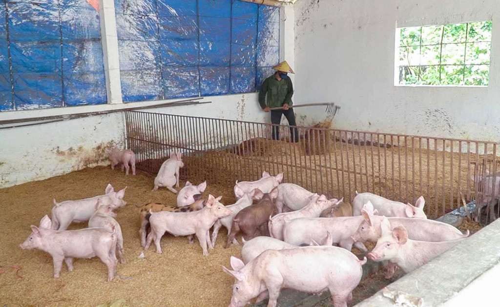 Mô hình nuôi lợn áp dụng đệm lót sinh học bảo vệ môi trường của gia đình anh Vũ Văn Diên, khu Lâm Sinh 2, phường Minh Thành (TX Quảng Yên). Ảnh Nguyễn Thanh