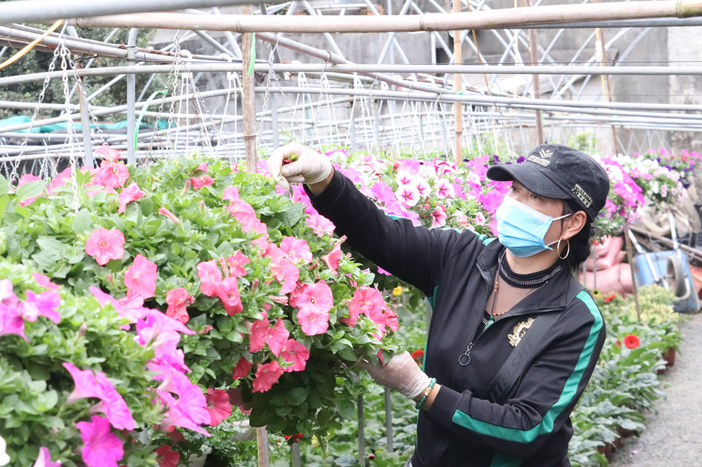A farmer at Troi 5 Area, Hoanh Bo ward (Ha Long city) take care of flowers to serve the Tet market.