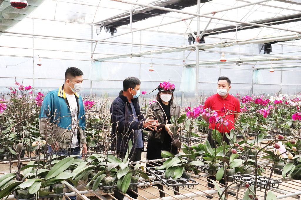 Many visitors and traders have come to flower gardens at Hoanh Bo ward in Ha Long city.