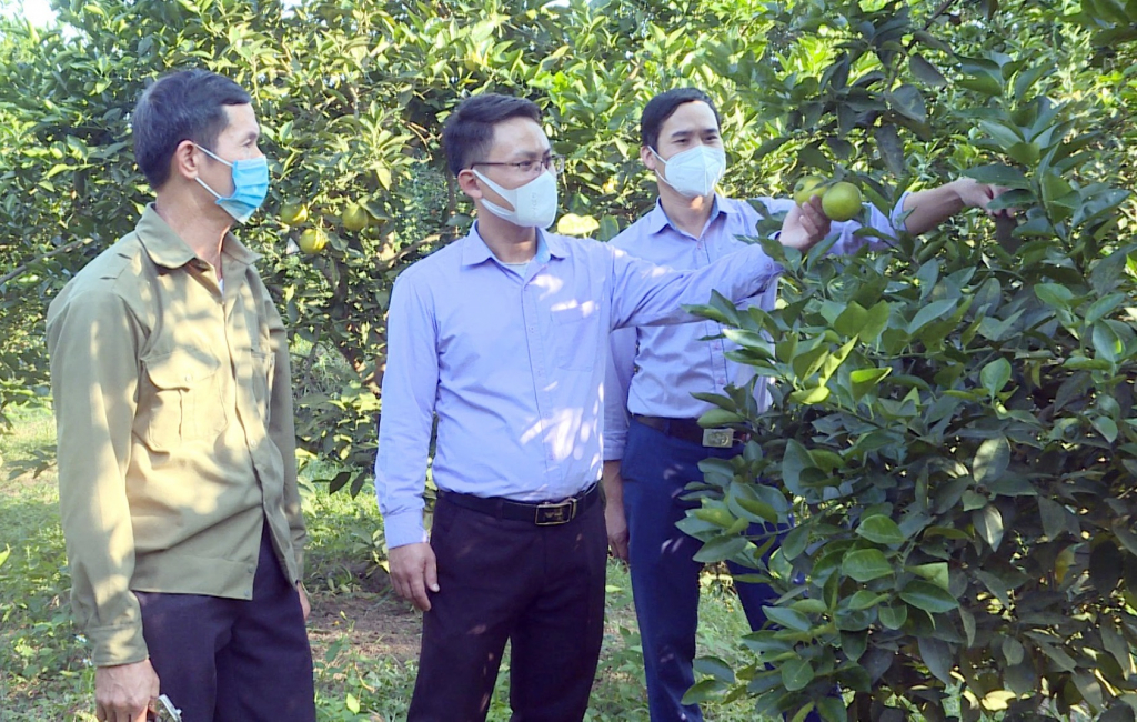 Lãnh đạo xã Tân Bình (huyện Đầm Hà), thăm mô hình trang trại trồng cây ăn quả của ông Ninh Văn Toàn ở thôn Gia Tiến xã Tân Bình.
