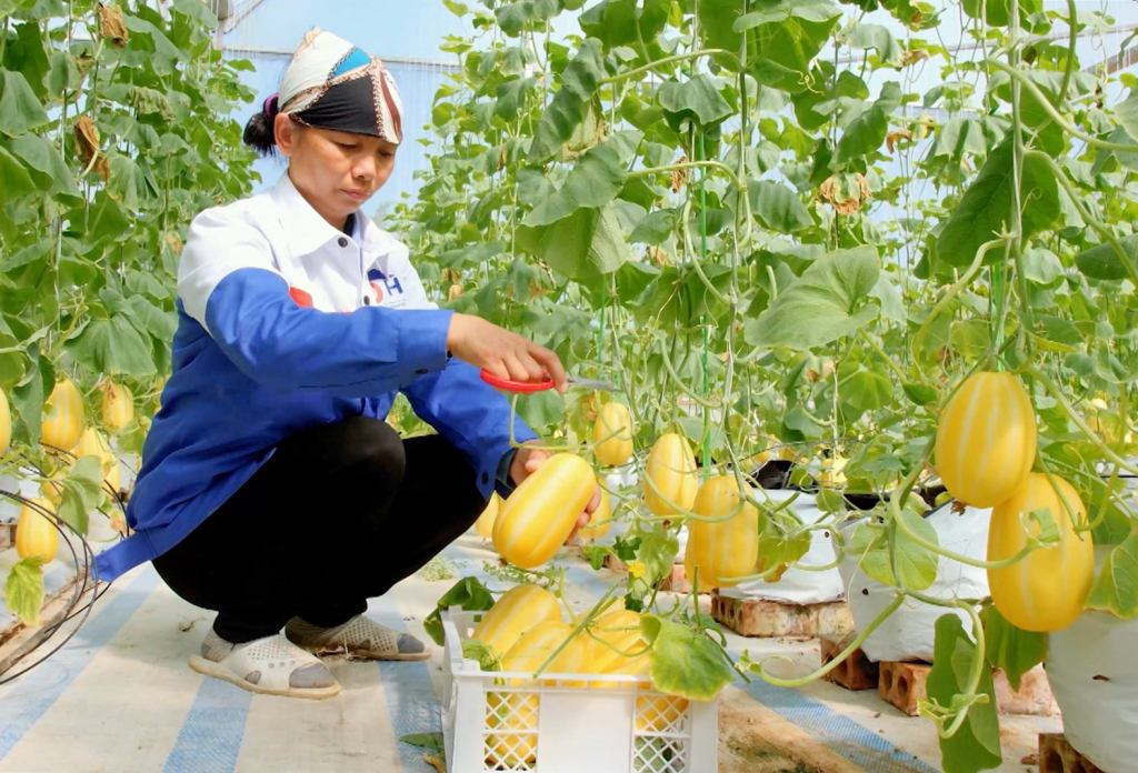 Nông dân thu hoạch dưa lưới theo mô hình nông nghiệp công nghệ cai tại xã Tân Bình (huyện Đầm Hà).