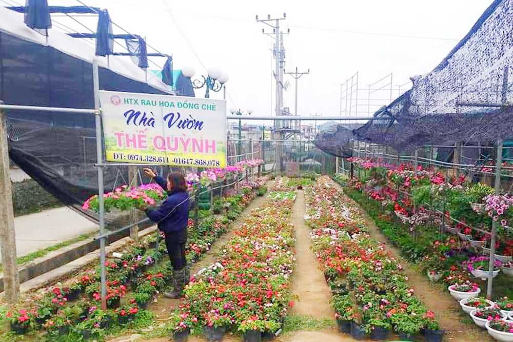Tourists are often impressed by the diligence of the farmers at Dong Che flower village and their diverse kinds of Tet flowers.