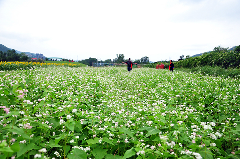 Buckwheat flowers in Quang La Flower Paradise.