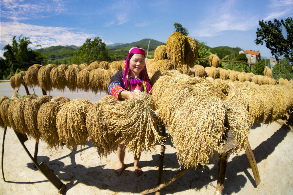 Hương lúa mới ở Bình Liêu.