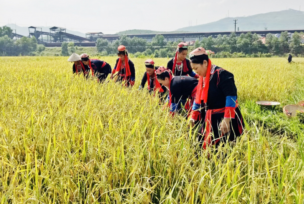 Những cô gái Dao xã Thượng Yên Công thăm đồng trước mùa gặt lúa.