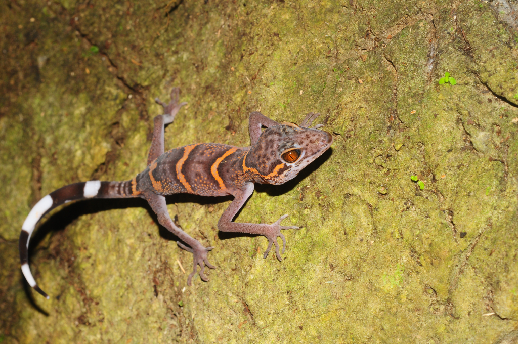 Cat Ba eyelid gecko living in Dong Tien lake cave is a rare animal on the IUCN World Red List of Endangered Species.