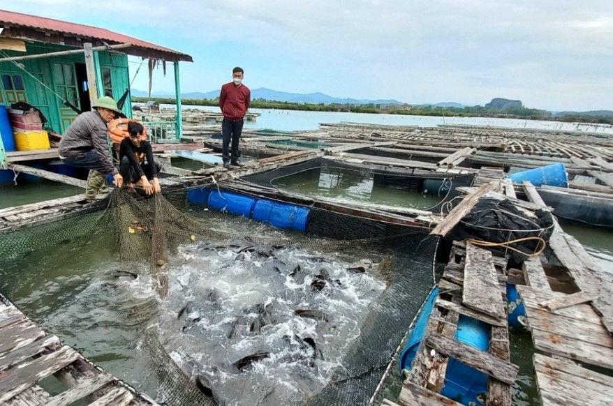 Nhiều hộ dân nuôi cá song phường Tân An, TX Quảng Yên đang gặp khó khăn đầu ra do tiêu thụ chậm. Ảnh Vũ Miền CTV