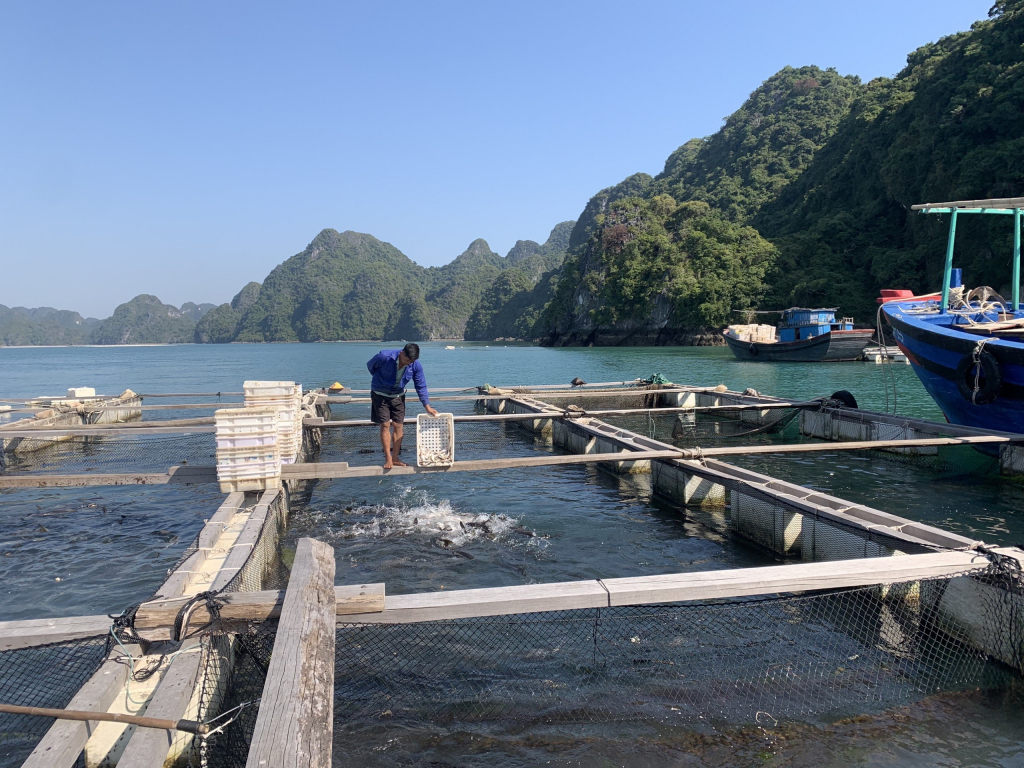 Mô hình nuôi cá song của hộ dân huyện Vân Đồn.