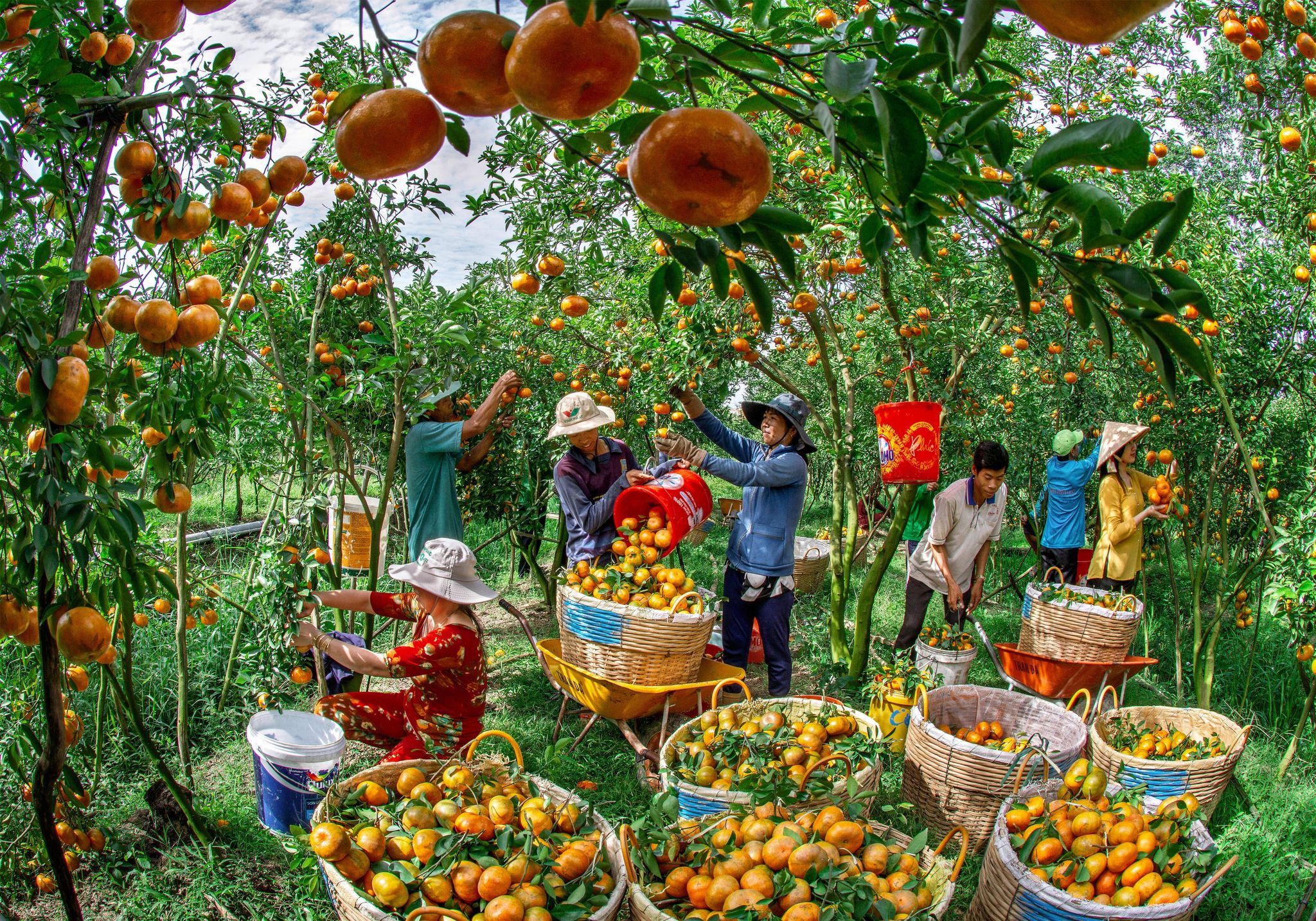 Vietnam’s spring colors dazzle in annual Tet photo contest