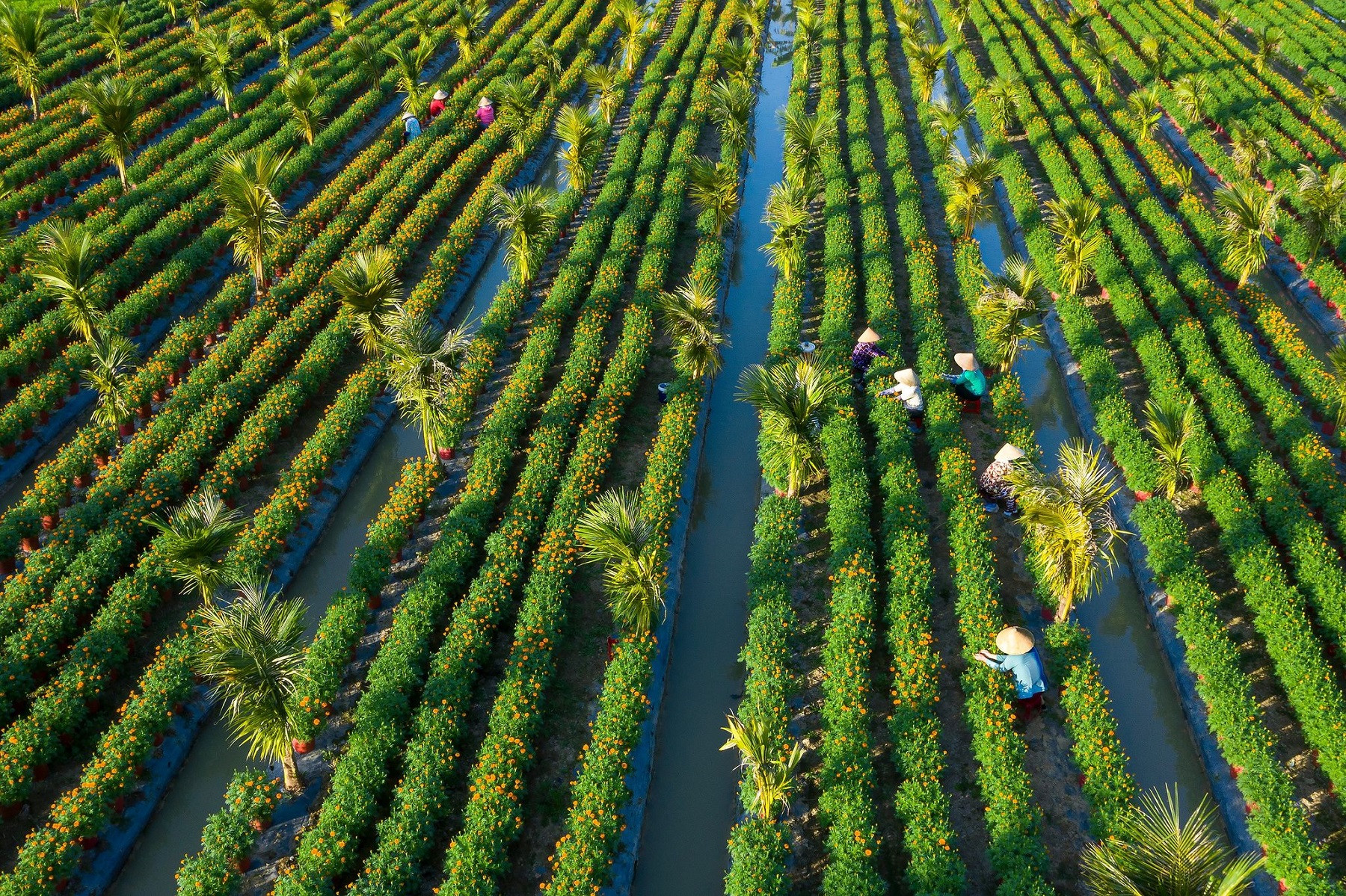 Vietnam’s spring colors dazzle in annual Tet photo contest