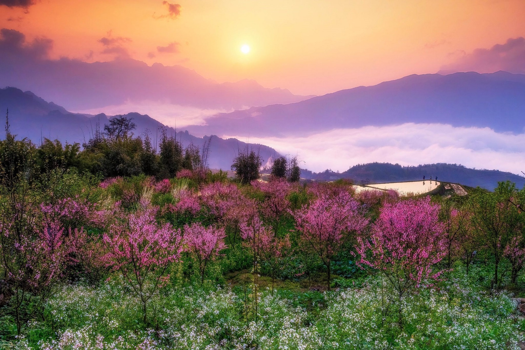 Vietnam’s spring colors dazzle in annual Tet photo contest