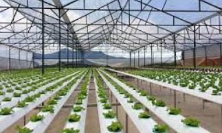 Chính phủ ra quyết định thành lập Khu nông nghiệp ứng dụng công nghệ cao Quảng Ninh