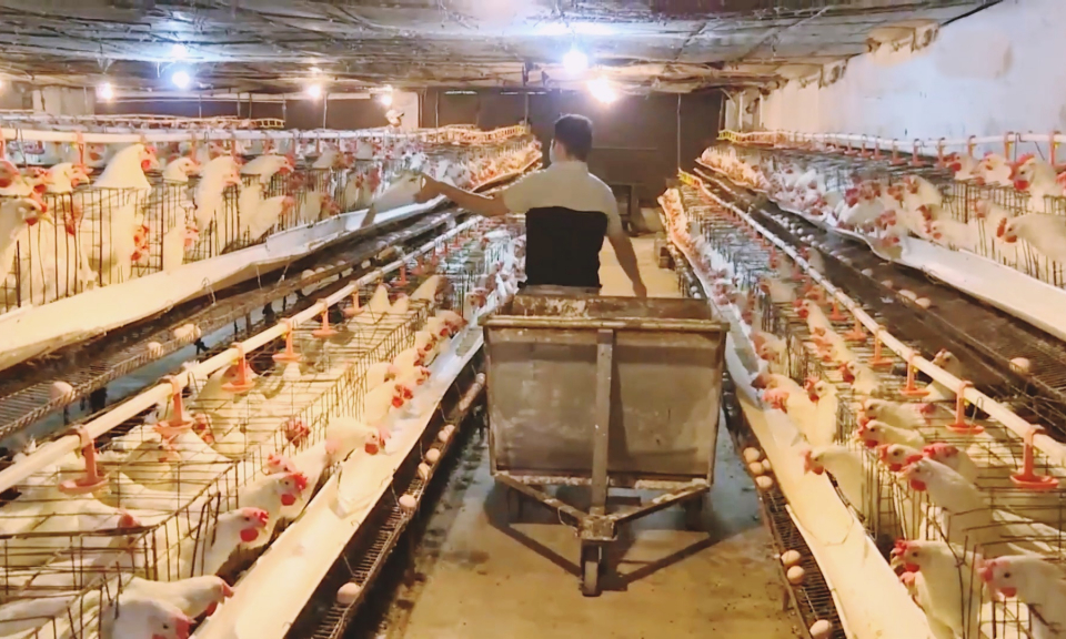 TX Quảng Yên: Chuẩn bị nông sản phục vụ dịp Tết Nguyên đán