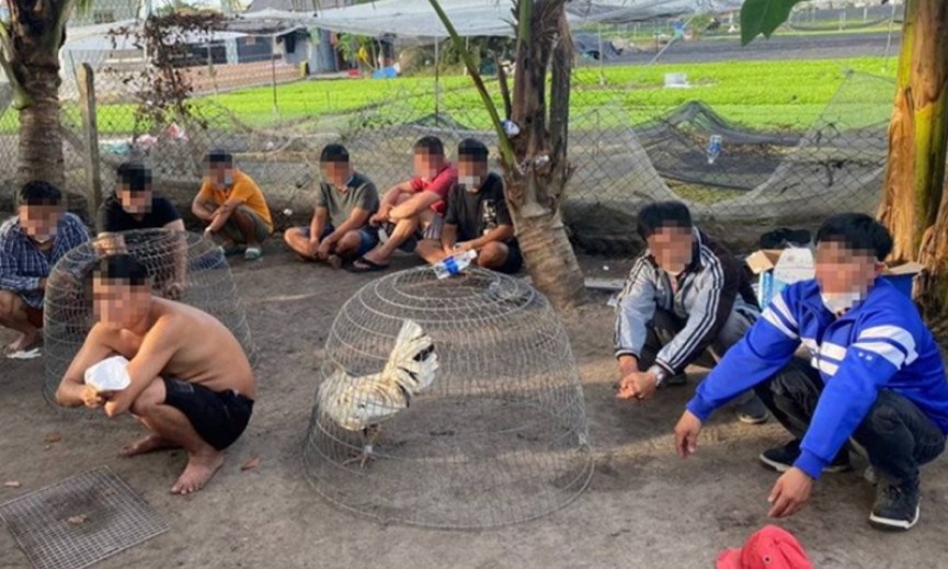 Phá sòng bạc trong sới gà để... ngừa COVID-19