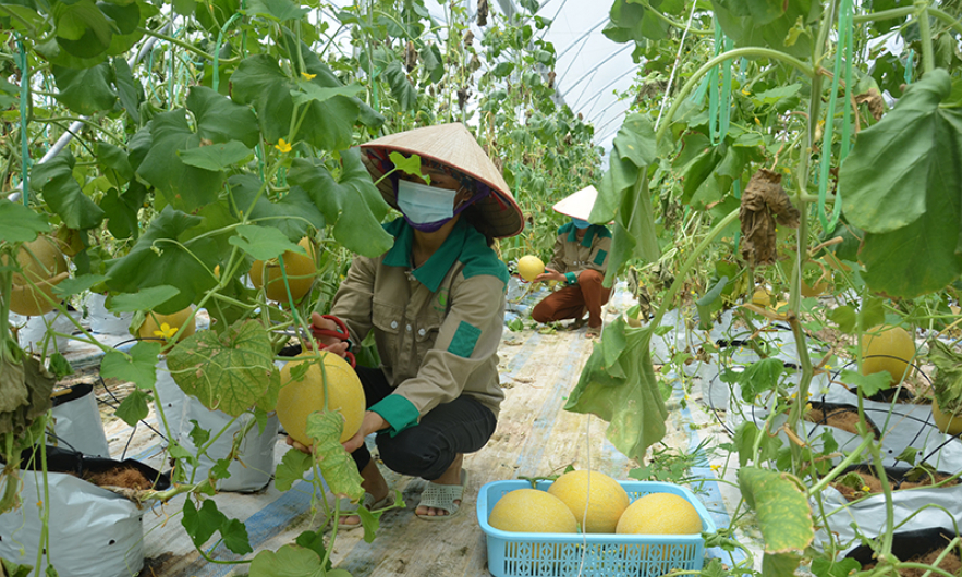 Khu nông nghiệp ứng dụng công nghệ cao