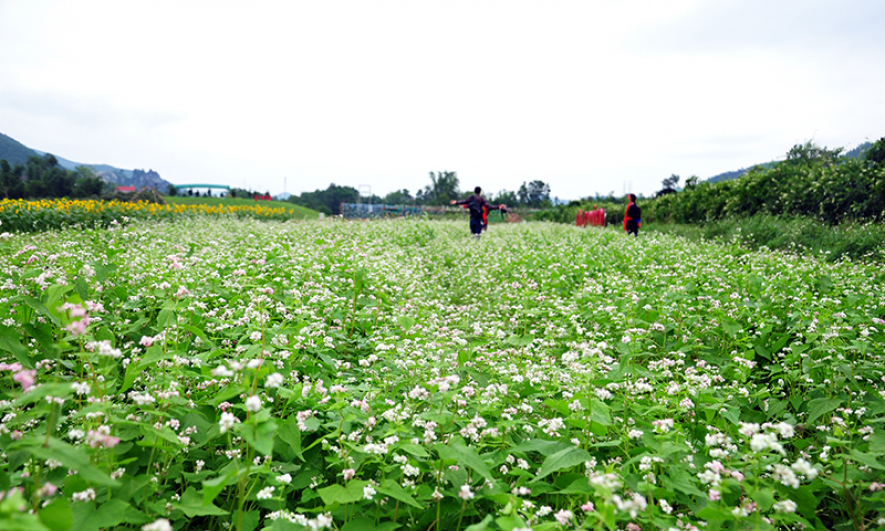 Làng hoa xuân ngoại thành Hạ Long