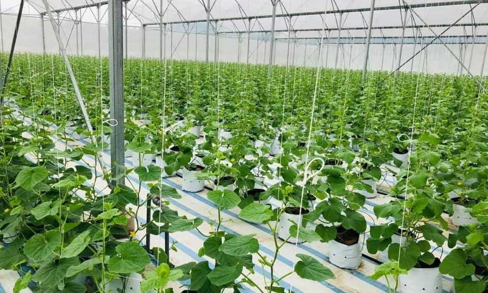 Hi-tech agricultural zone in Quang Ninh approved 