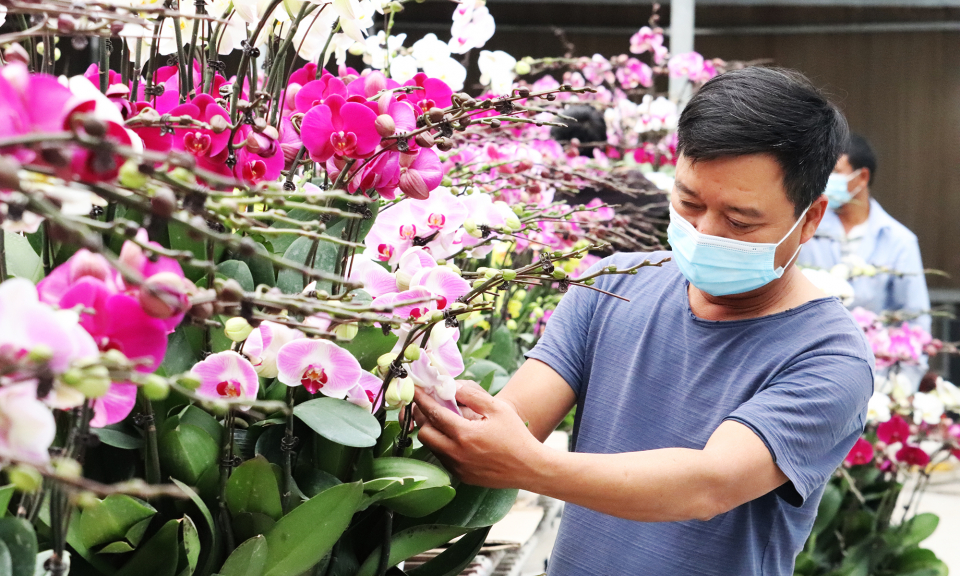 Làng hoa, cây cảnh rộn ràng vào vụ Tết